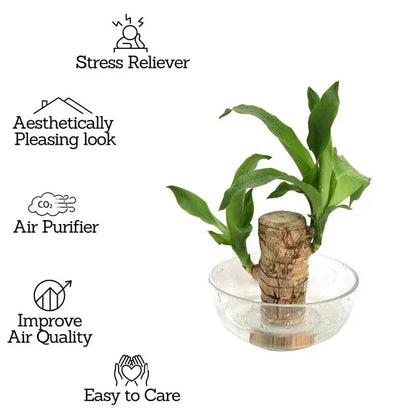 Lucky Brazilian Wood Plant (BUY 1 GET 1 FREE)