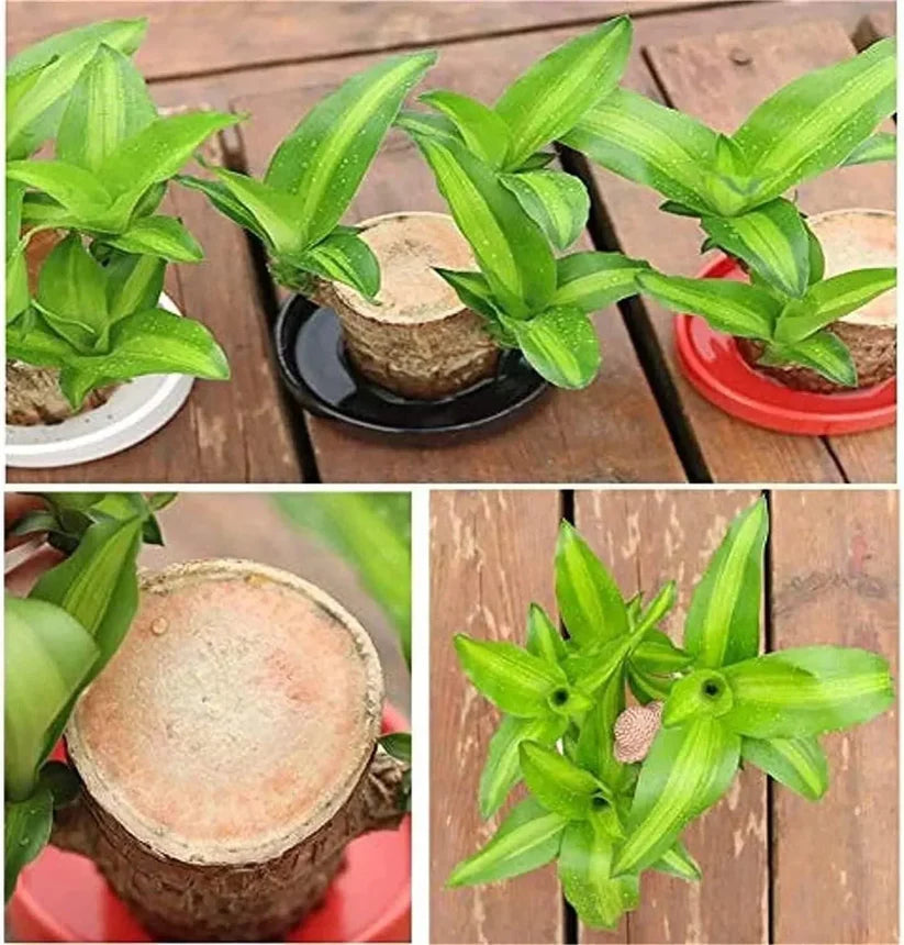 Lucky Brazilian Wood Plant (BUY 1 GET 1 FREE)