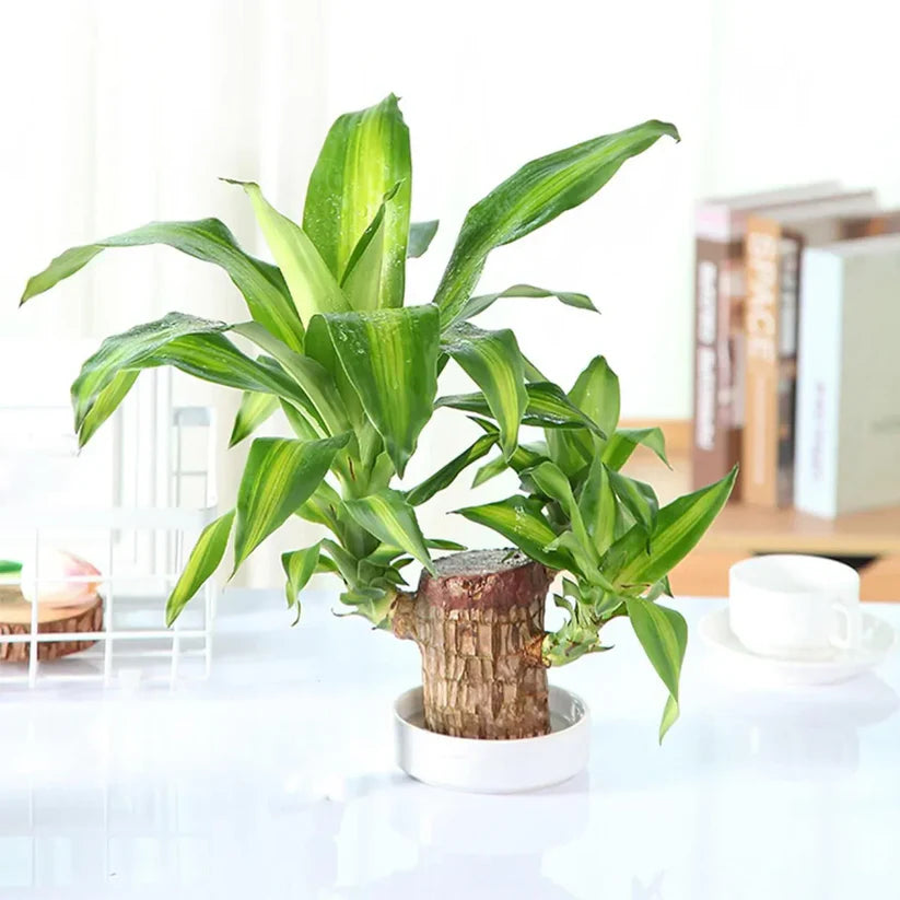 Lucky Brazilian Wood Plant (BUY 1 GET 1 FREE)