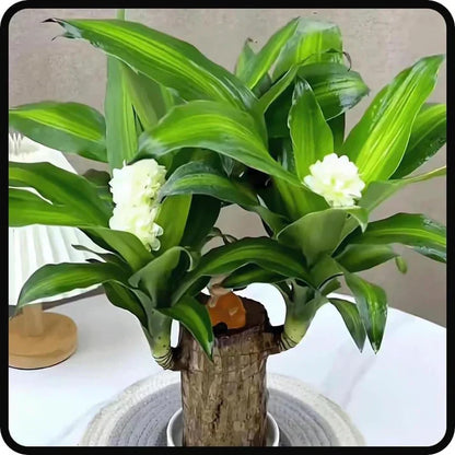 Lucky Brazilian Wood Plant (BUY 1 GET 1 FREE)