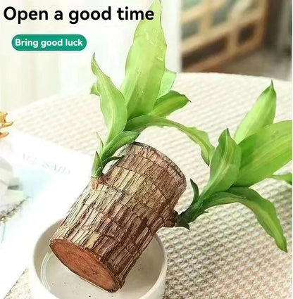 Lucky Brazilian Wood Plant (BUY 1 GET 1 FREE)